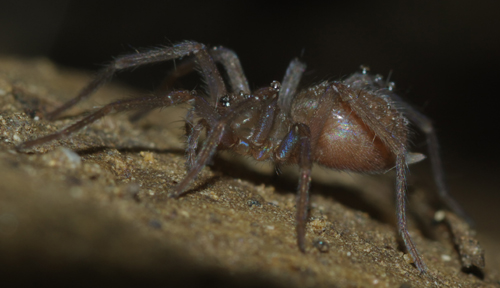 Giovane Tegenaria sp. - Arcavacata di Rende (CS)